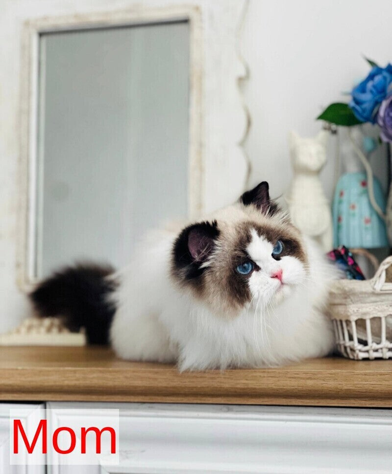 Yulik Ragdoll male black bicolour - live animals