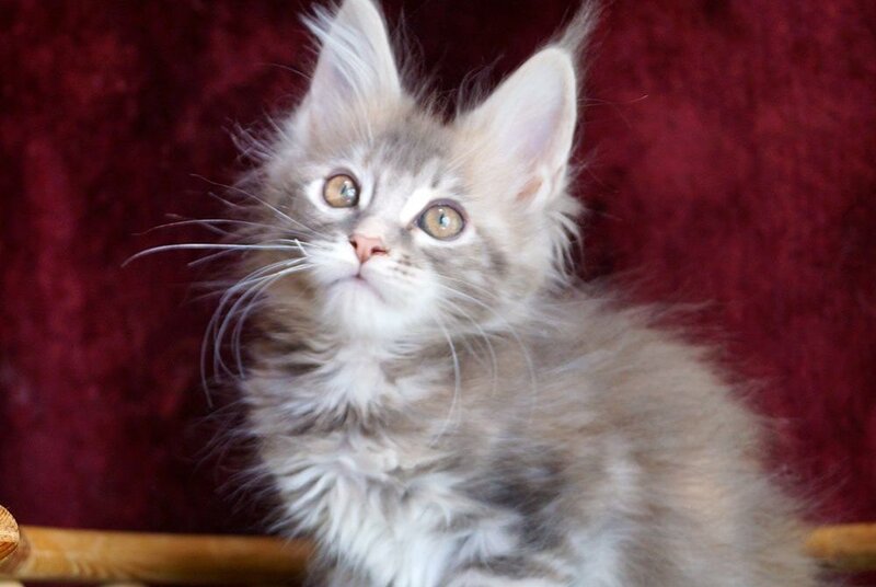 Oliviya Maine Coon female blue tortie silver tabby - live animals