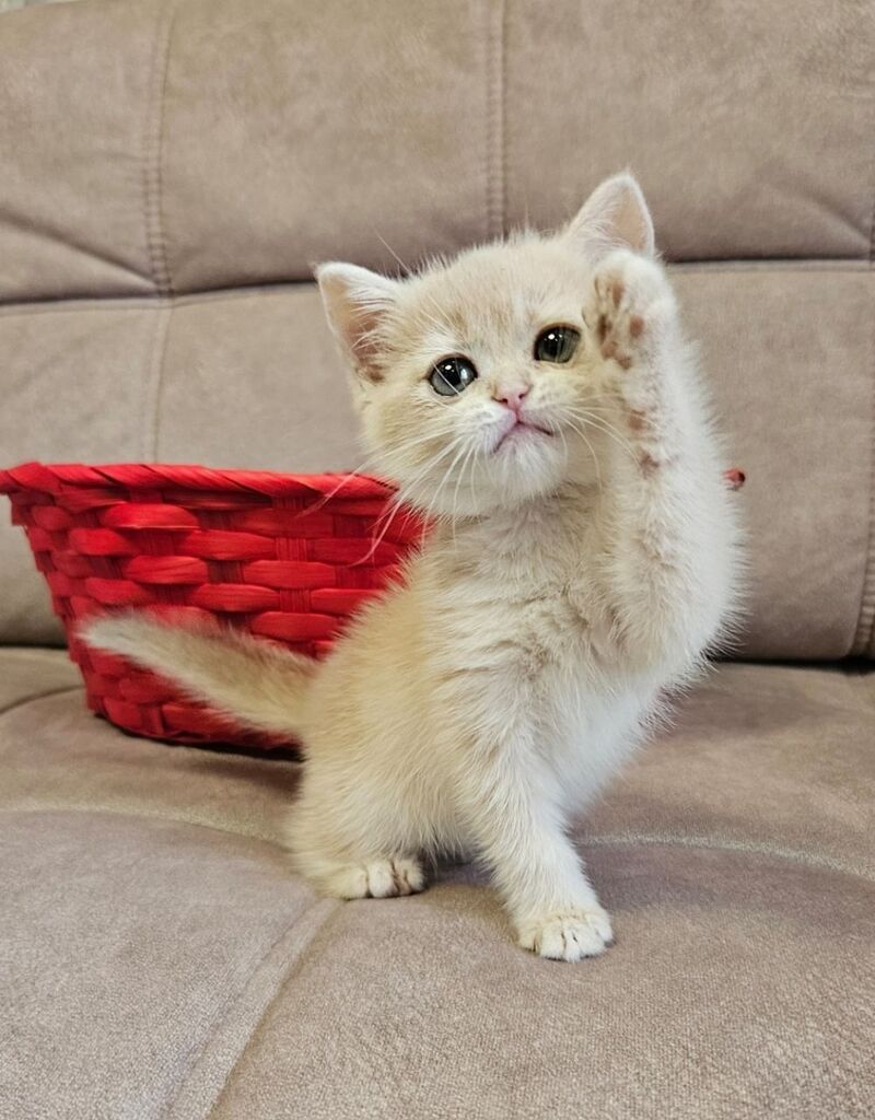 Olivia Scottish Straight female, lilac golden shaded