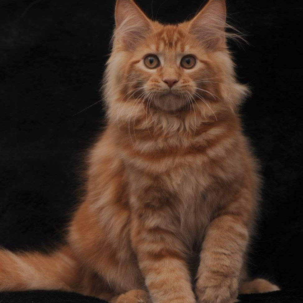Riana Maine Coon female, red