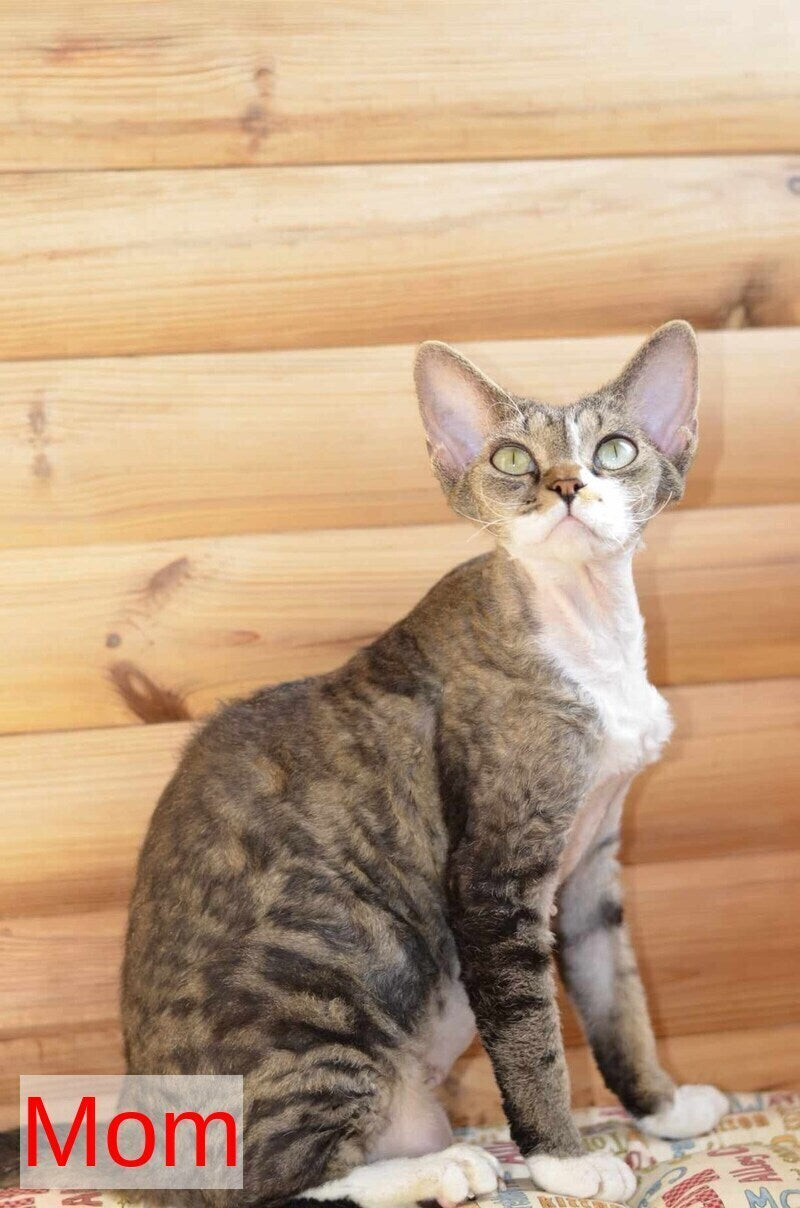 Van Devon Rex male, black harlequin