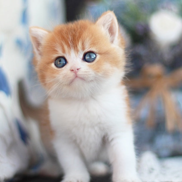 Filipp British Shorthair male, blue golden chinchilla