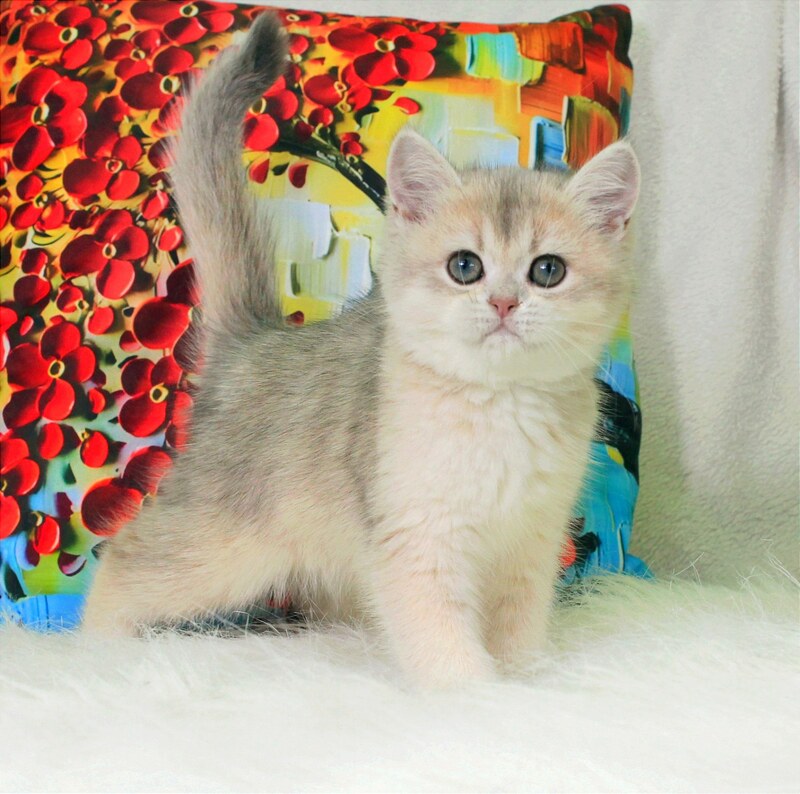 Princess British Shorthair female blue golden shaded - live animals