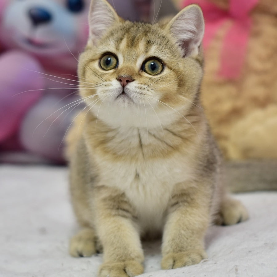 Felix British Shorthair male, black golden ticked tabby