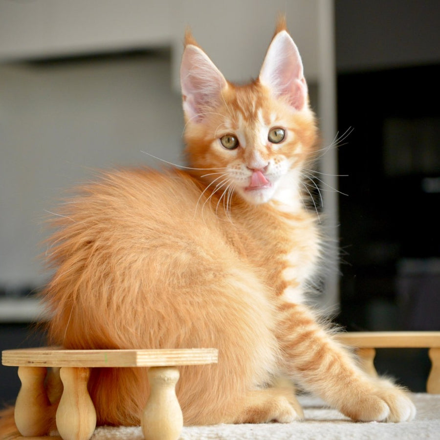 Ylariel Maine Coon male, red ticked tabby