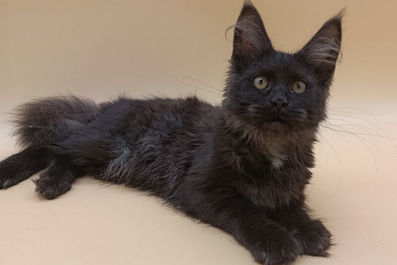 Isabelle Maine Coon female, black silver