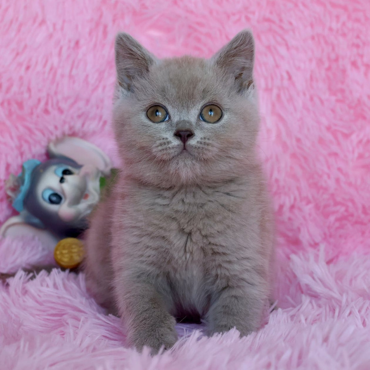 Xavier British Shorthair male, lilac
