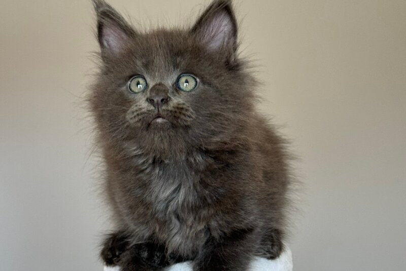 Ousei Maine Coon male, blue with white