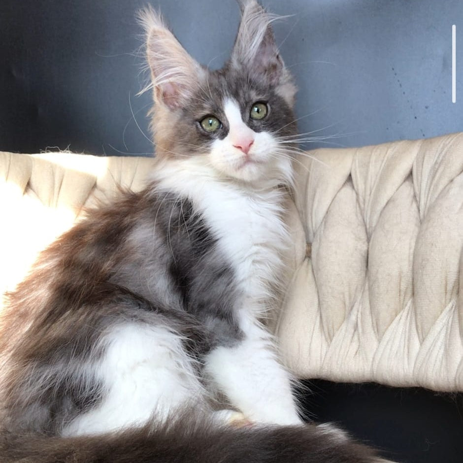 Craft Maine Coon male, black silver bicolour