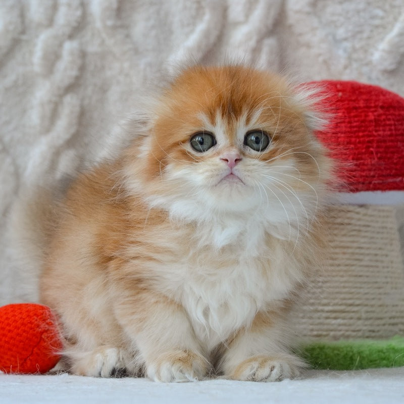 Archie Scottish Fold male black golden chinchilla - live animals