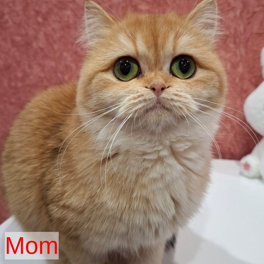 Xavier Scottish Fold male, blue golden chinchilla
