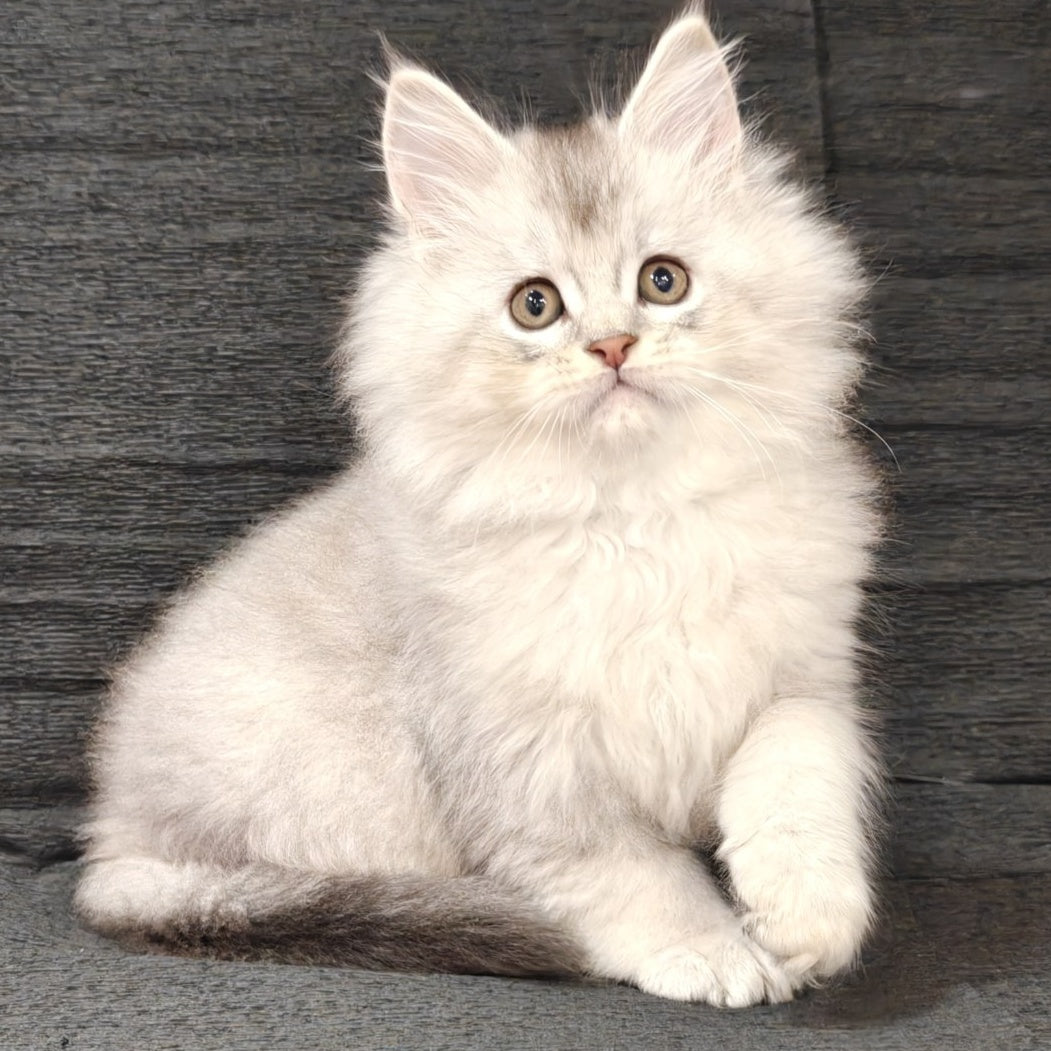 Nikos Maine Coon male, black silver shaded