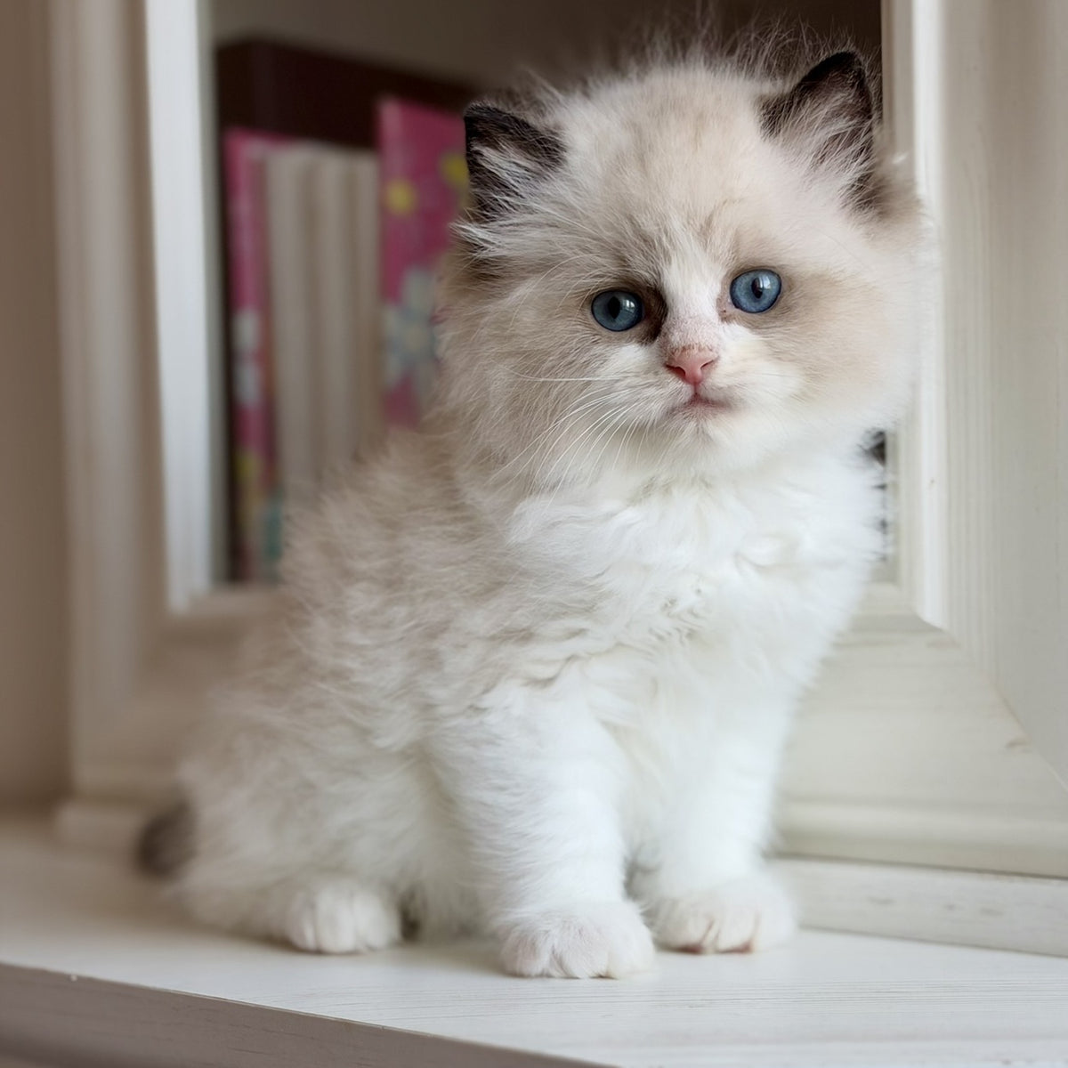 Romka Ragdoll male, black bicolour