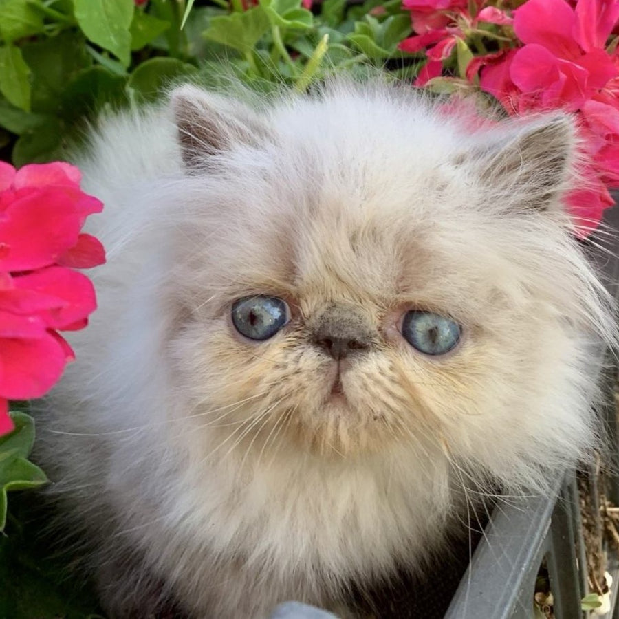 Bruno Persian male, blue pointed