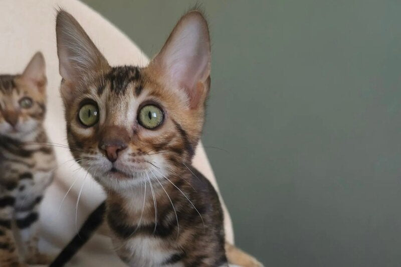 Tulip Bengal male black spotted tabby - live animals