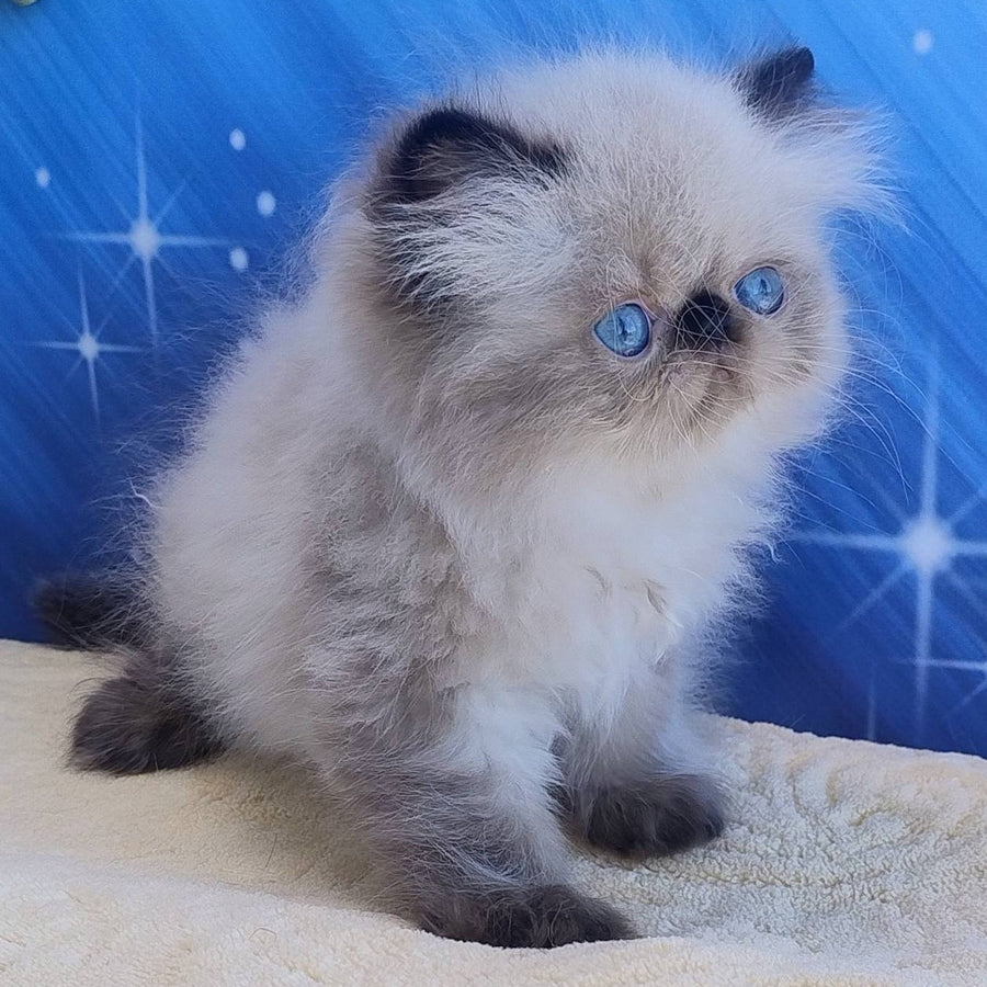 Elsie Persian female, black pointed