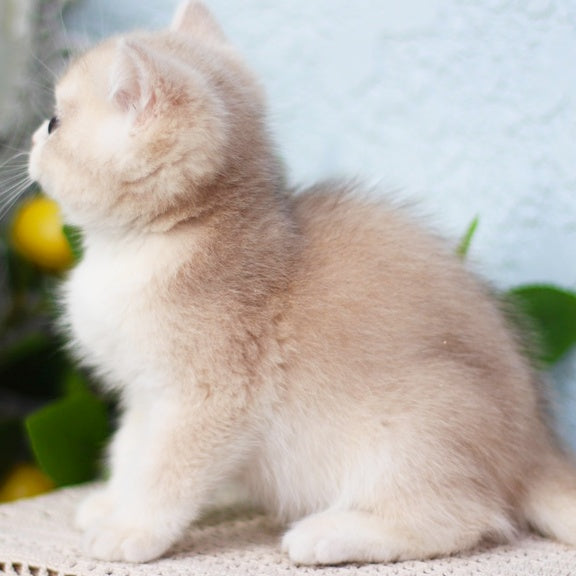 Chester British Shorthair male, blue golden shaded