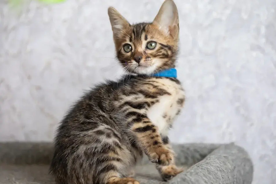 Byron Bengal male black spotted tabby - live animals