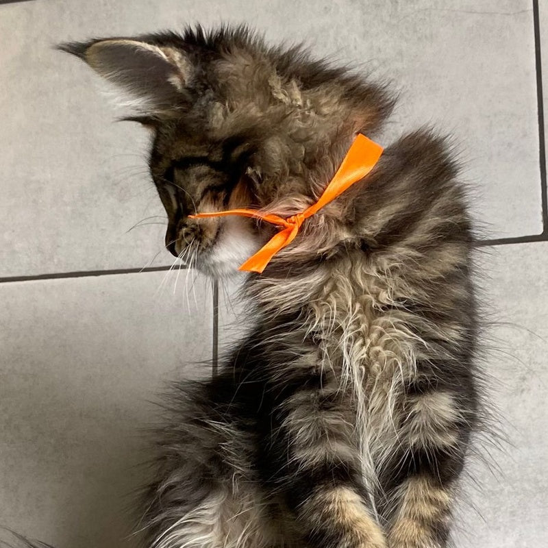 Toratau Maine Coon female, black tabby