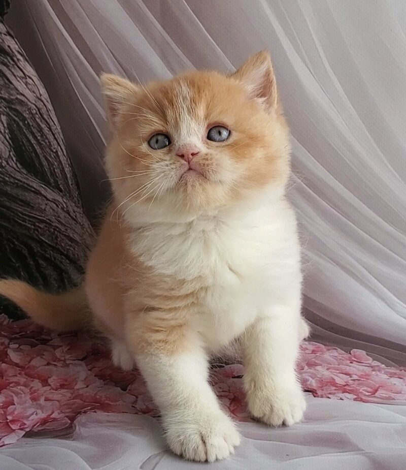 Unique British Shorthair male red bicolour - live animals