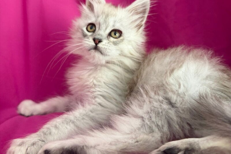 Xiolina Maine Coon female black silver shaded - live animals