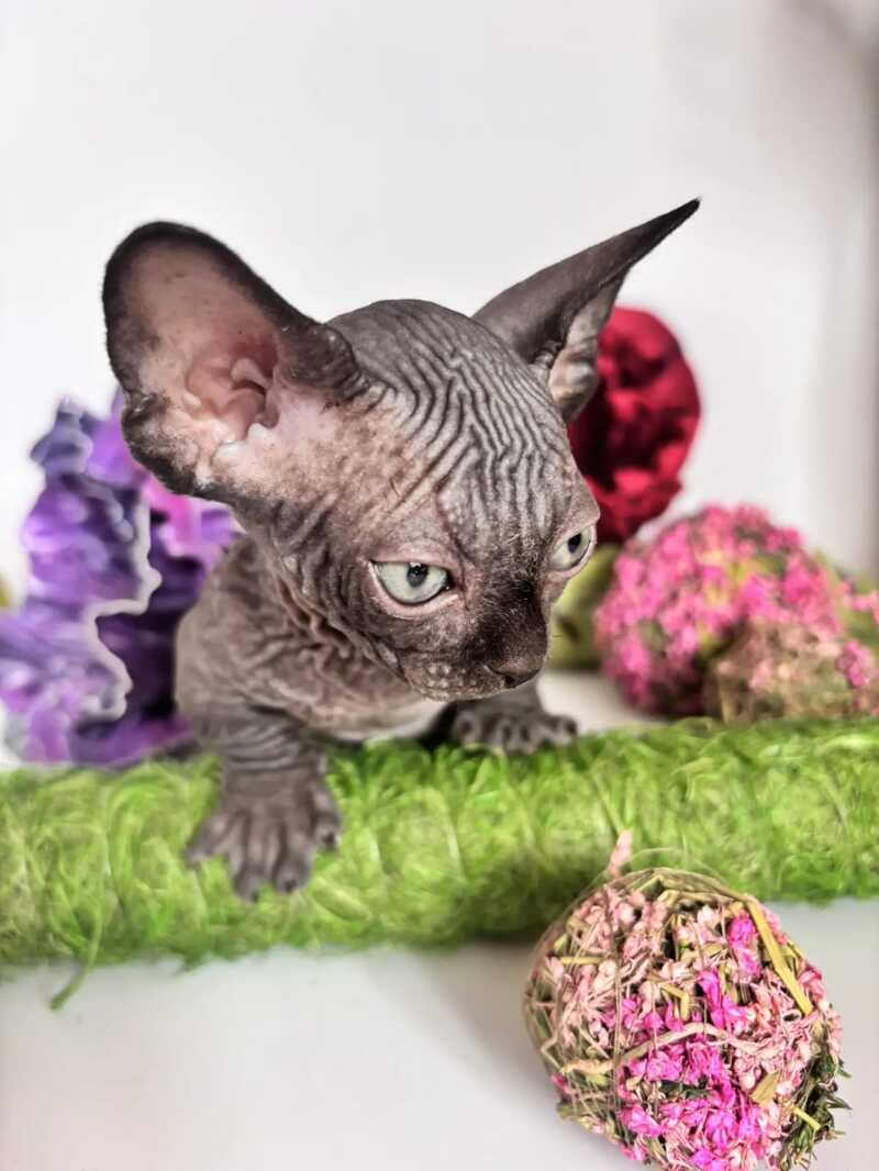 Bali Bambino male black - live animals