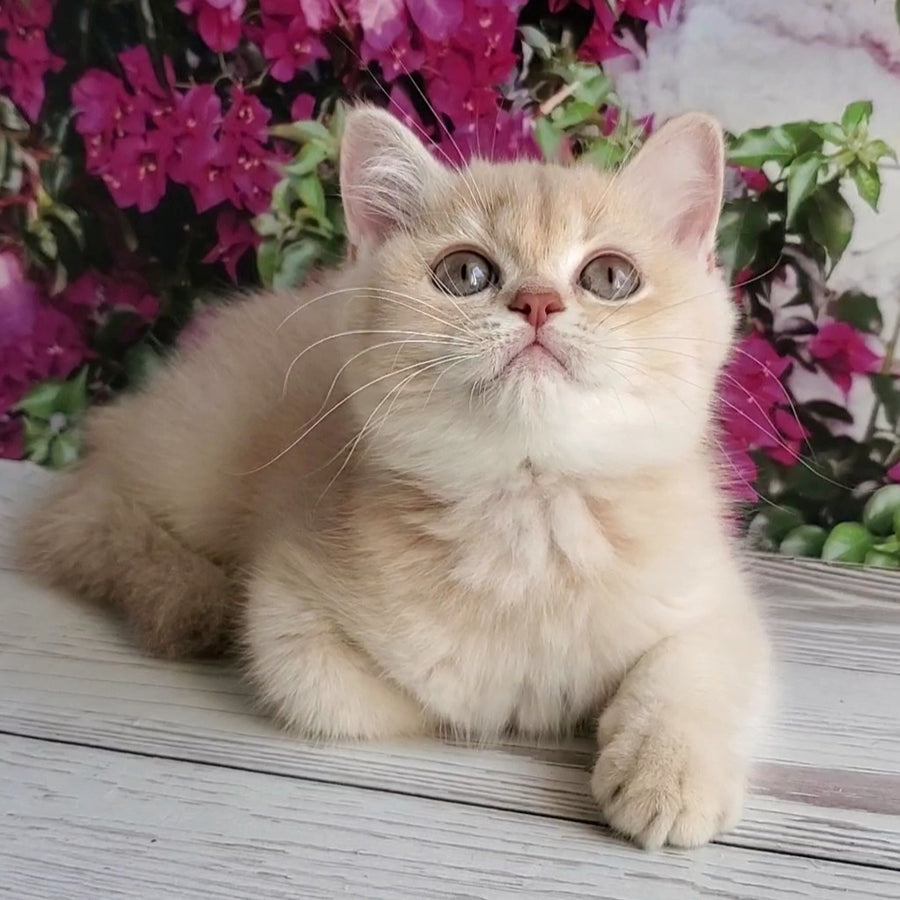 Alan British Shorthair male, lilac golden shaded