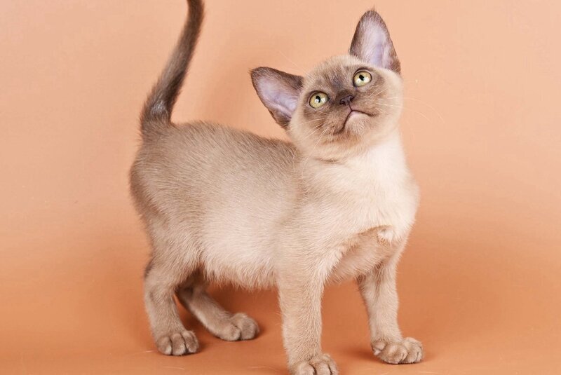 Zair Burmese male, chocolate