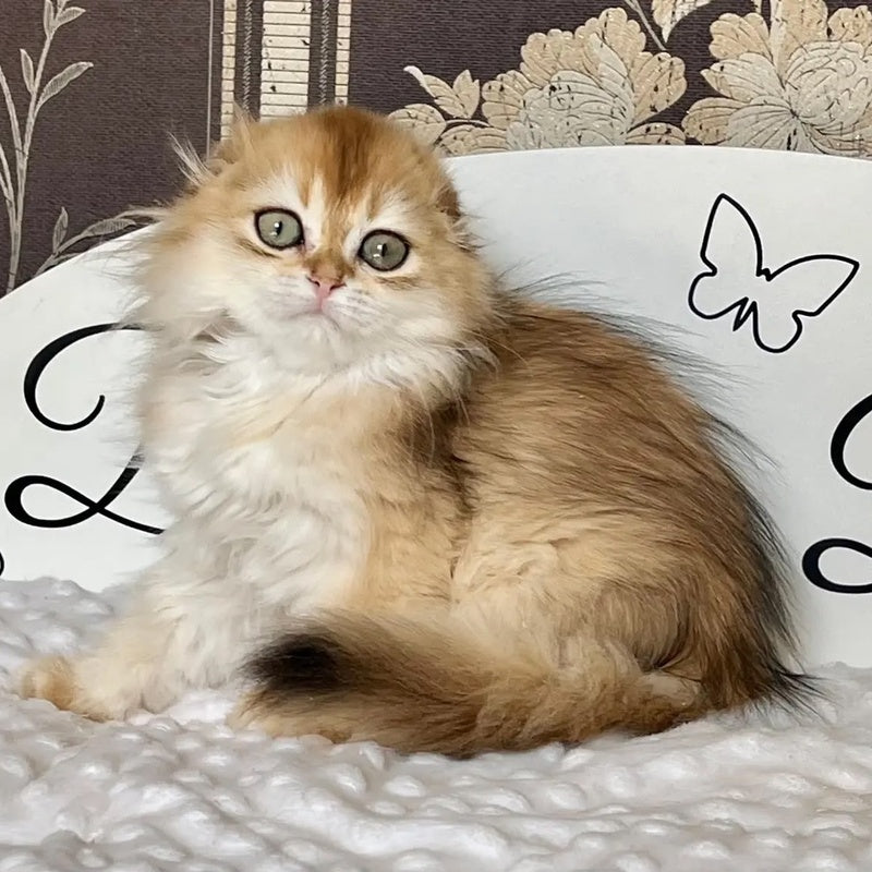 Kasablanka Scottish Fold female, black golden shaded