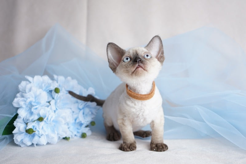 Oreo Devon Rex male, black pointed