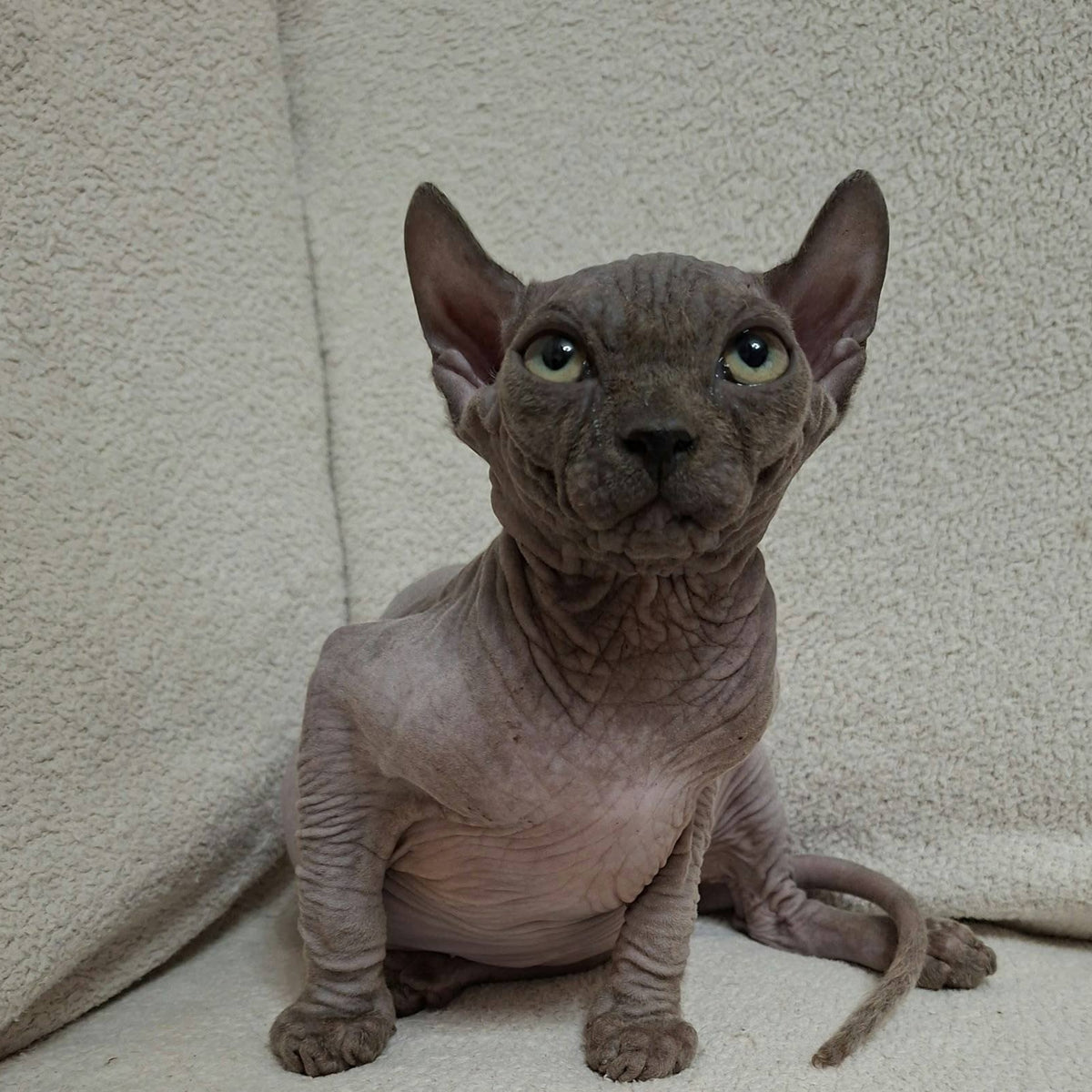 Stif Elf male, blue with white