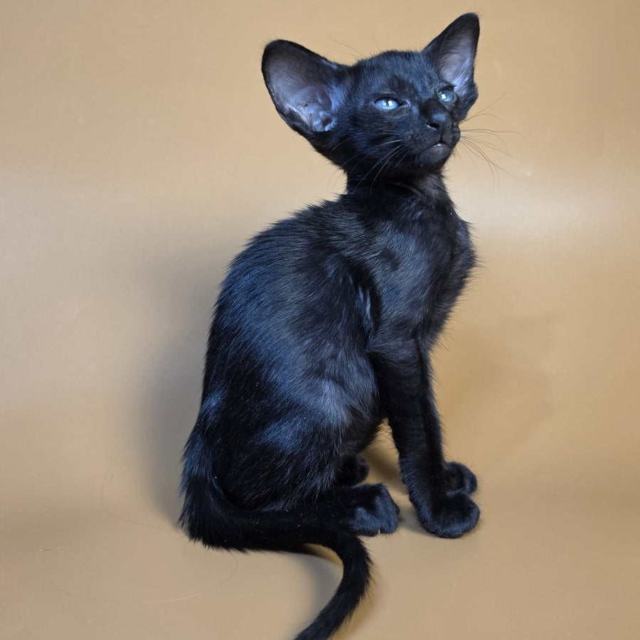 Finn Oriental Shorthair male, black