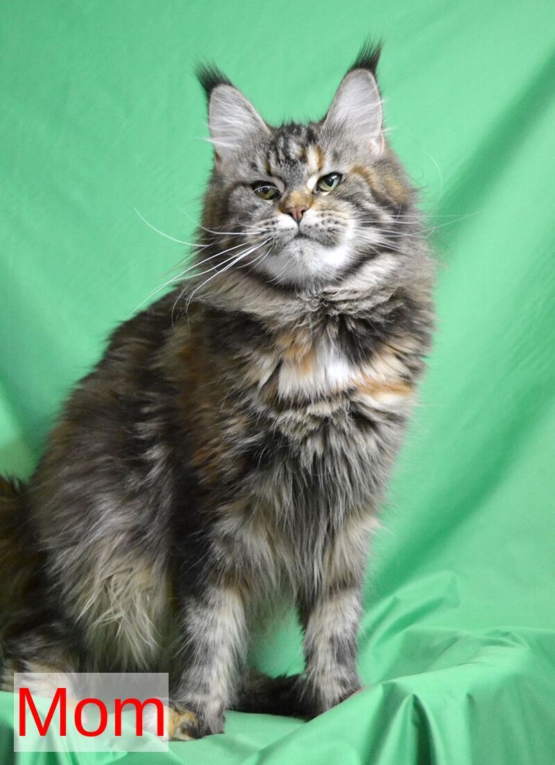 Orlenok Maine Coon male red silver tabby - live animals