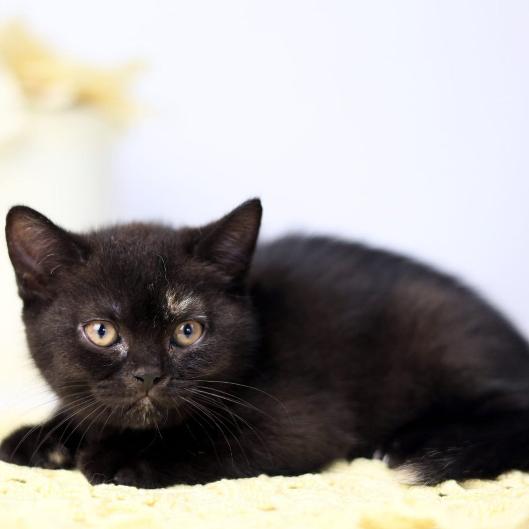 Yarina British Shorthair female, black tortie