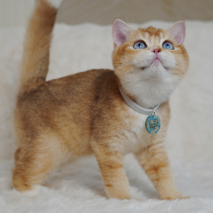 Teddy British Shorthair male, chocolate golden chinchilla with white