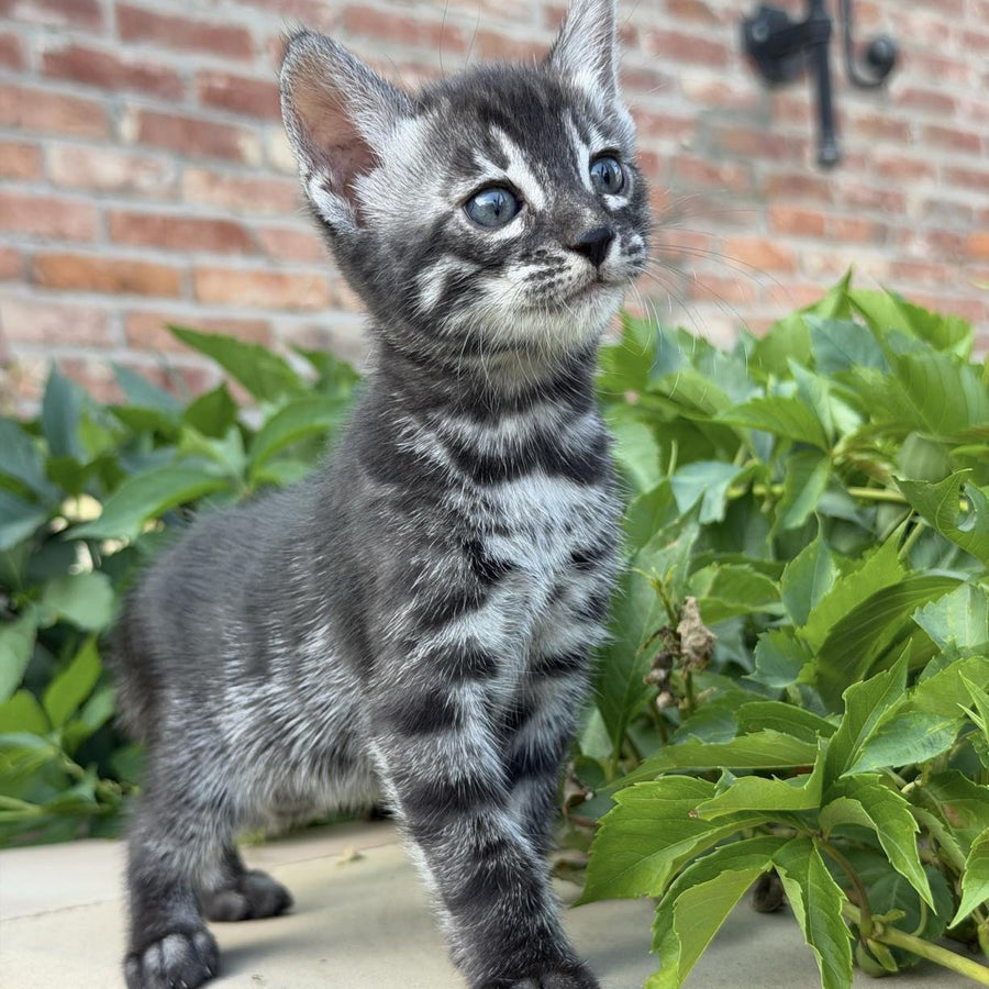 Chopard Bengal male, black silver spotted tabby