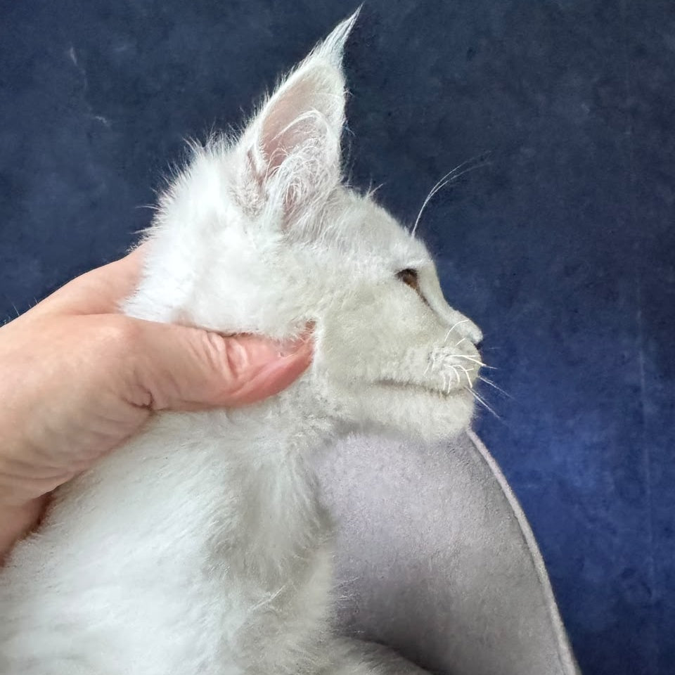 Evin Maine Coon male, black silver shaded