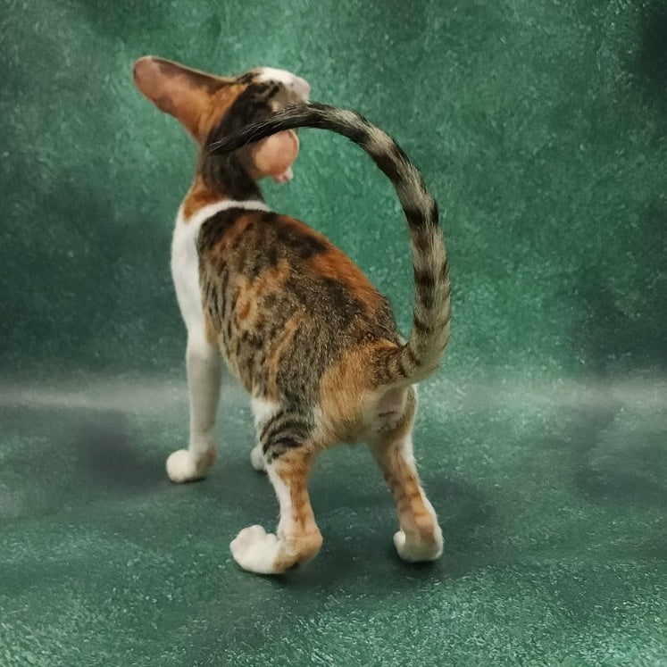 Zеndaya Oriental Shorthair female, black tortie spotted tabby harlequin