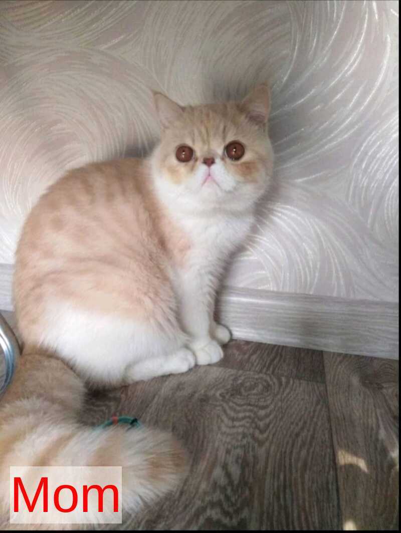 Momo Exotic male cream bicolour - live animals