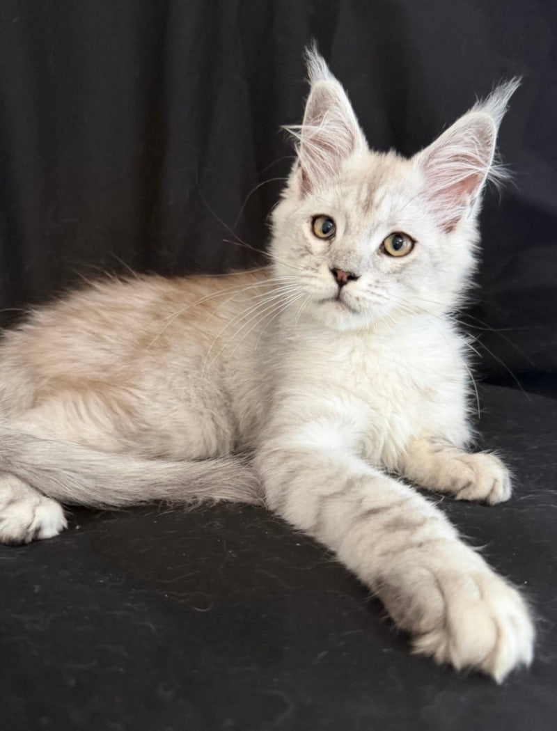 Ximas Maine Coon male, black silver shaded