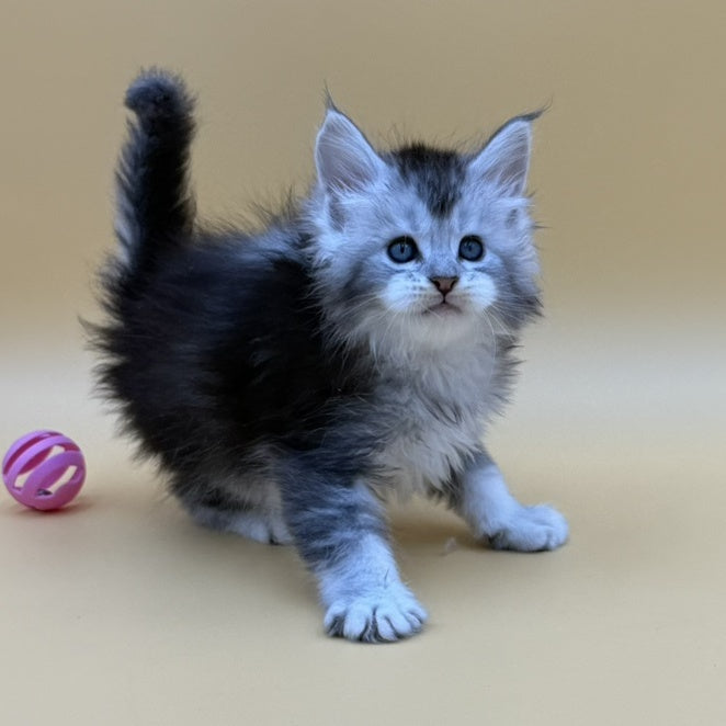 Hofi Maine Coon male, black silver ticked tabby