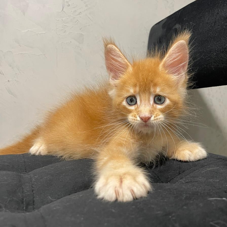 Venya Maine Coon male, red