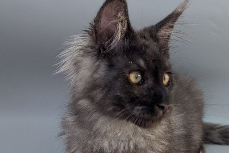 Grey Maine Coon male, black silver