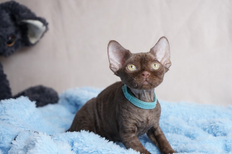 Makar Devon Rex male chocolate - live animals