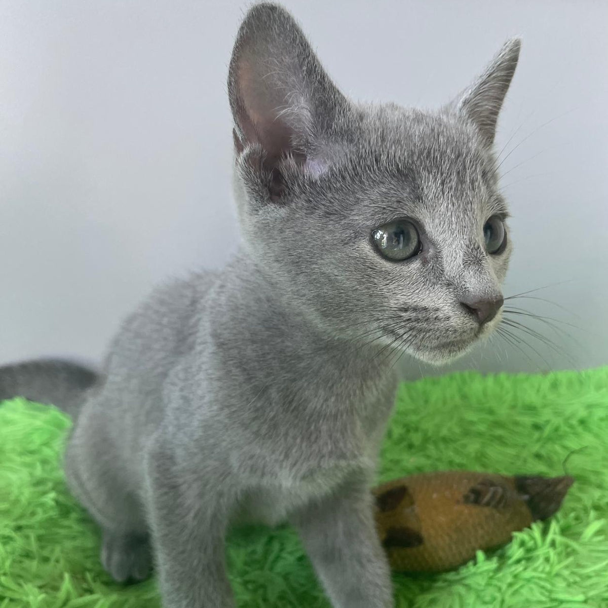 Noi Russian Blue male, blue