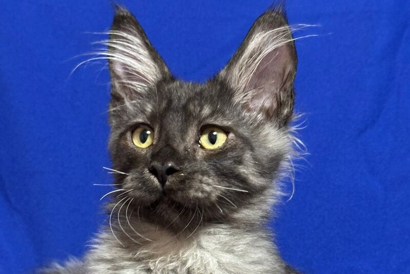 Banny Maine Coon male, black silver