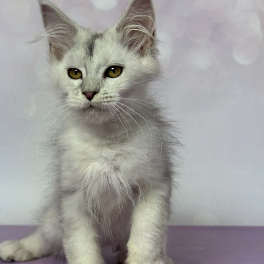 Bree Maine Coon female, black silver shaded with white