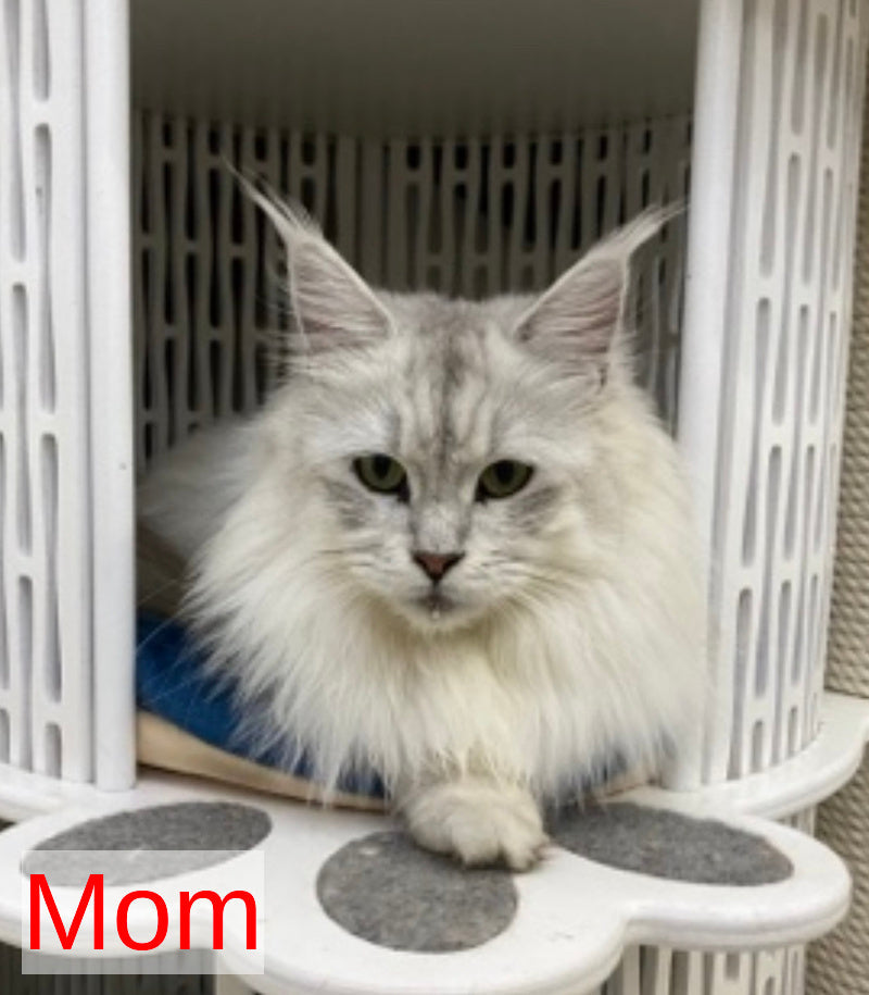 Xiolina Maine Coon female black silver shaded - live animals