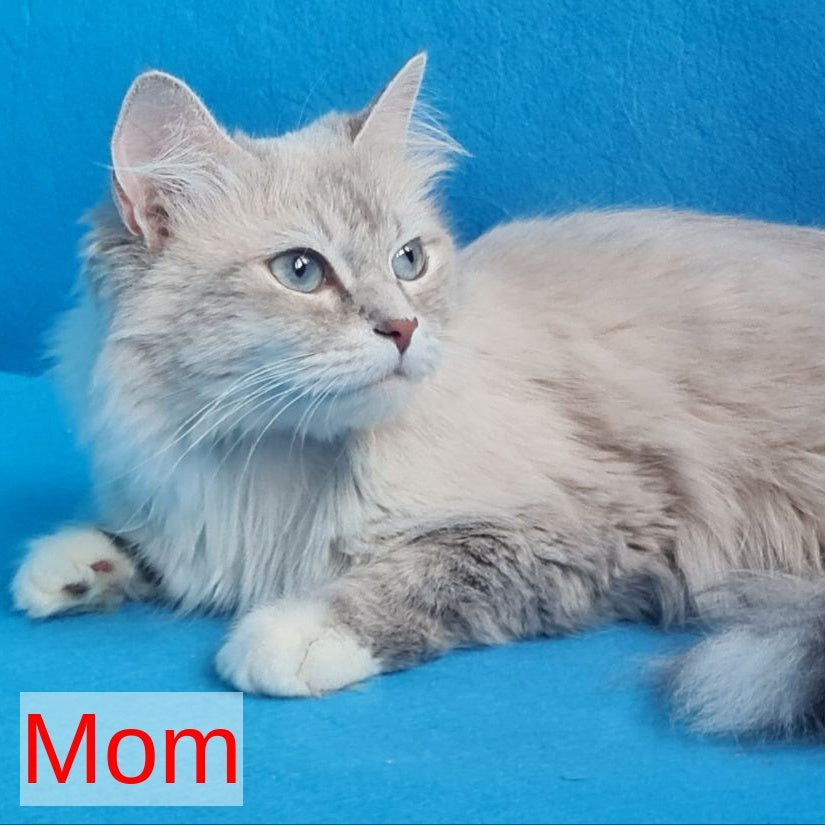 Buddy Siberian male, blue tabby pointed