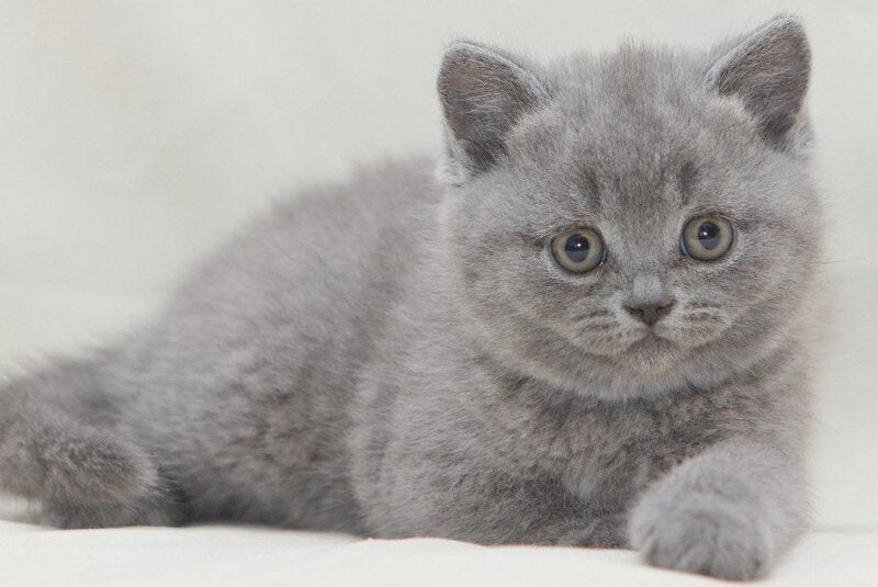 Oniks British Shorthair male, blue